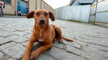Cão caramelo lei estadual São Paulo