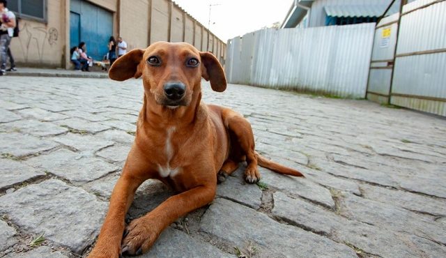 Cão caramelo lei estadual São Paulo