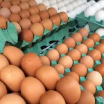 Ovo Frango