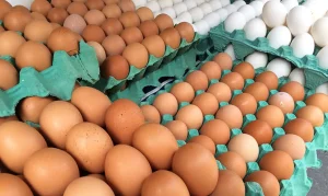 Ovo Frango