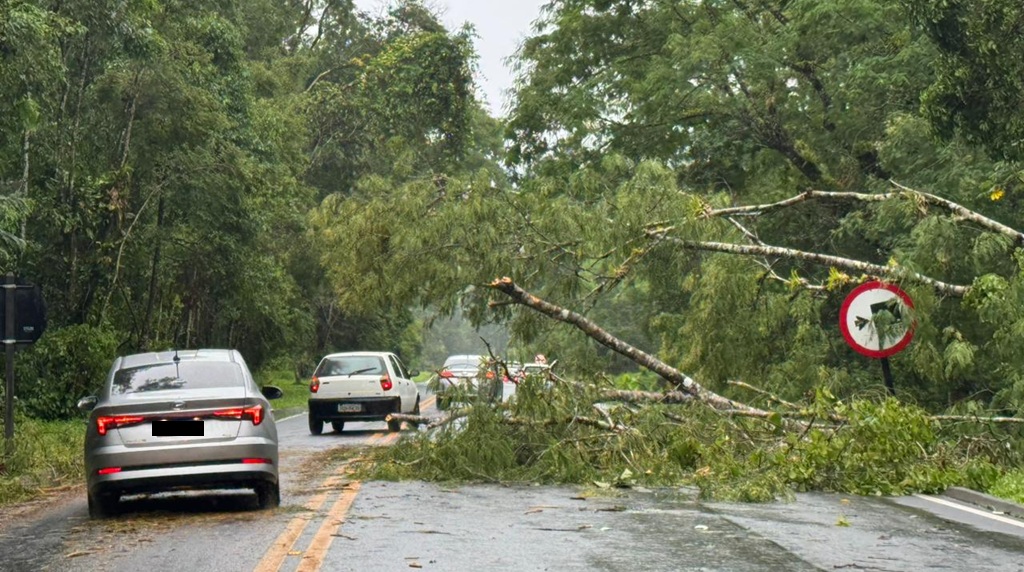 árvore cai em rodovia - temporal - litoral paulista