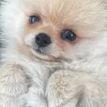 Tornado no Paraná arrasta cachorro; veja o vídeo