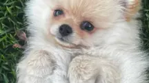 Tornado no Paraná arrasta cachorro; veja o vídeo
