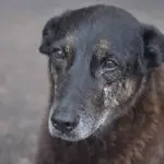 Em 4 de janeiro, o cão Orelha foi encontrado com várias fraturas debaixo de um carro em Florianópolis | Foto: Reprodução/Polícia Civil de Santa Catarina