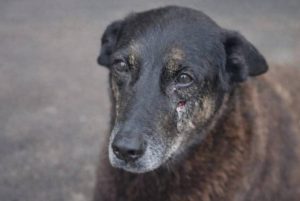 Em 4 de janeiro, o cão Orelha foi encontrado com várias fraturas debaixo de um carro em Florianópolis | Foto: Reprodução/Polícia Civil de Santa Catarina