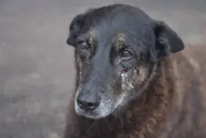 Em 4 de janeiro, o cão Orelha foi encontrado com várias fraturas debaixo de um carro em Florianópolis | Foto: Reprodução/Polícia Civil de Santa Catarina