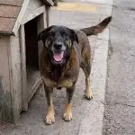 Cão Orelha ataque brutal legislação