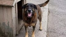 Cão Orelha projetos Câmara dos Deputados