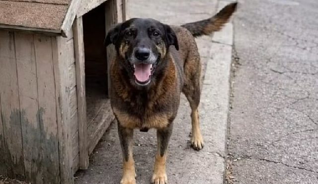 Cão Orelha projetos Câmara dos Deputados