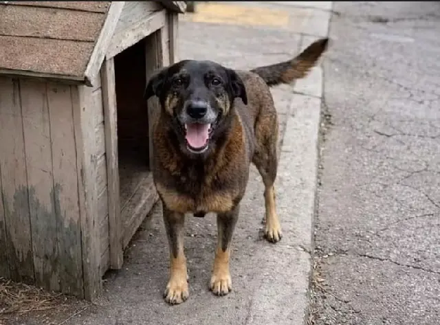 Cão Orelha projetos Câmara dos Deputados