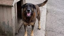 Cão Orelha ataque brutal legislação