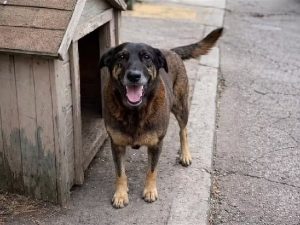 Cão Orelha ataque brutal legislação
