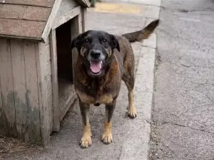 Cão Orelha ataque brutal legislação