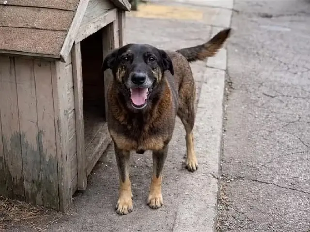Cão Orelha ataque brutal legislação
