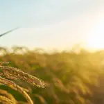 Entre as ações sugeridas pelos produtores estão a limitação do plantio na próxima safra | Foto: Wirestock/Freepik