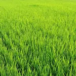 O objetivo dos agricultores do Rio Grande do Sul é tentar evitar um agravamento do cenário | Foto: Wirestock/Freepik