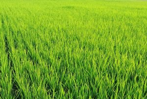 O objetivo dos agricultores do Rio Grande do Sul é tentar evitar um agravamento do cenário | Foto: Wirestock/Freepik