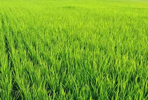 O objetivo dos agricultores do Rio Grande do Sul é tentar evitar um agravamento do cenário | Foto: Wirestock/Freepik