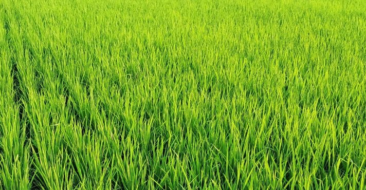 O objetivo dos agricultores do Rio Grande do Sul é tentar evitar um agravamento do cenário | Foto: Wirestock/Freepik