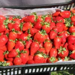 Os morangos são frutas de origem europeia | Foto: Francisco Lima/Embrapa
