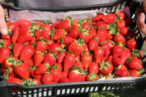 Os morangos são frutas de origem europeia | Foto: Francisco Lima/Embrapa