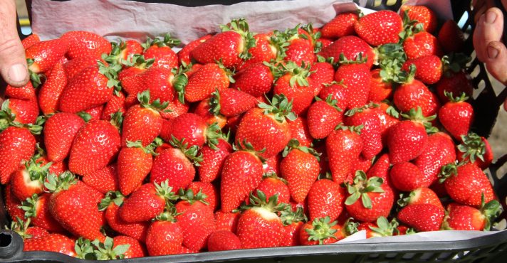 Os morangos são frutas de origem europeia | Foto: Francisco Lima/Embrapa