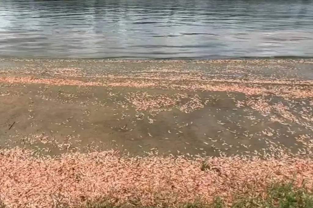 Foram coletadas amostras de água para apurar o motivo da morte dos camarões de água doce no Rio Tietê | Foto: Reprodução/TV TEM