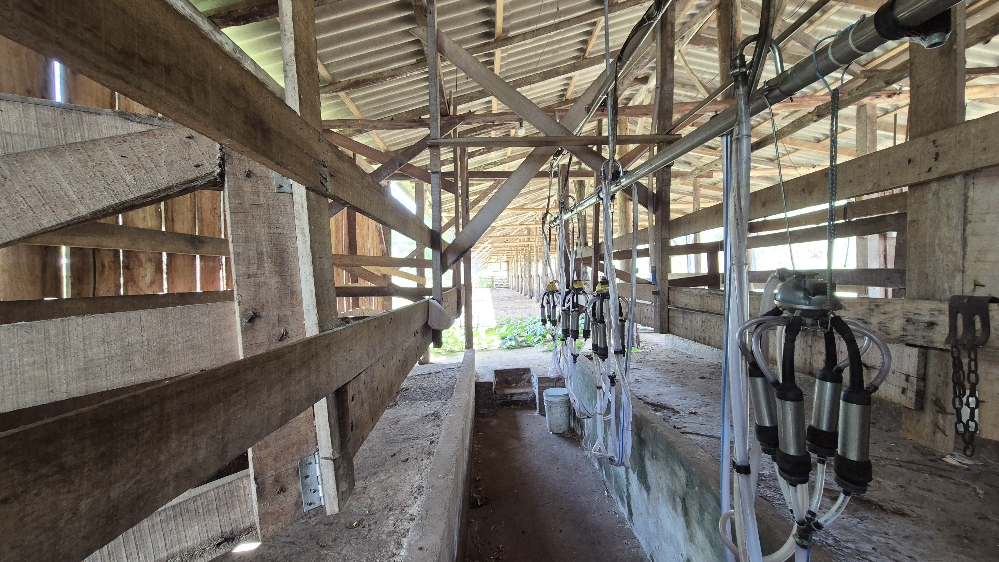 Galpão de ordenha de vacas da fazenda de Fernando Luís Eberhardt, em Sanga Freitas, no interior de Humaitá | Foto: Tauany Cattan/Revista Oeste