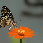 A Força do Agro dia 10 de Março- Borboleta