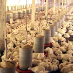 Autoridades sanitárias do Chile suspendem exportações de aves como medida preventiva | Foto: Reprodução/X
