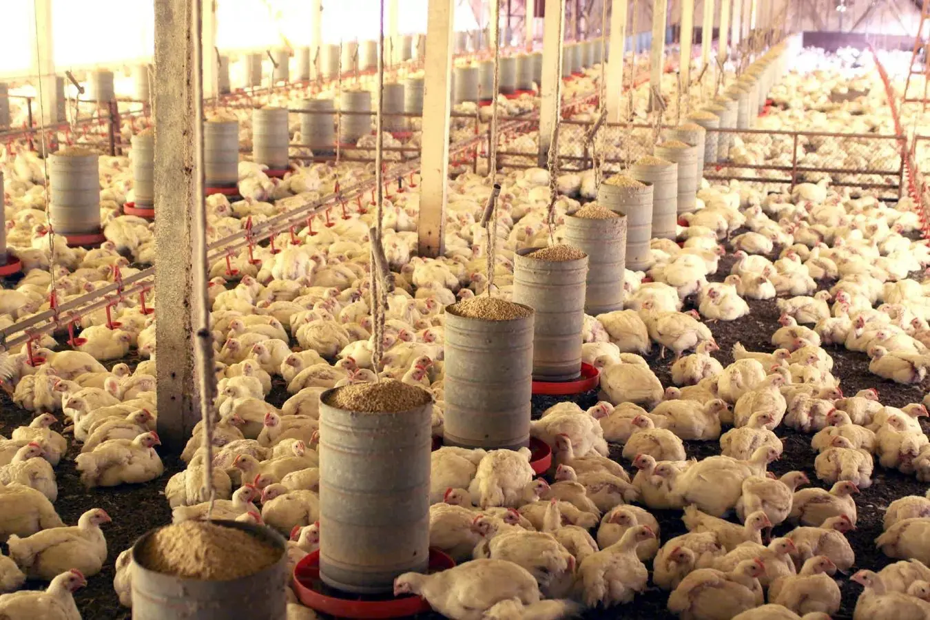 Autoridades sanitárias do Chile suspendem exportações de aves como medida preventiva | Foto: Reprodução/X