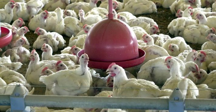 Guerra ameaça exportação de frango para o Oriente Médio | Foto: Arquivo/Agência Brasil