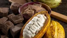 chocolate cacau