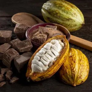 chocolate cacau
