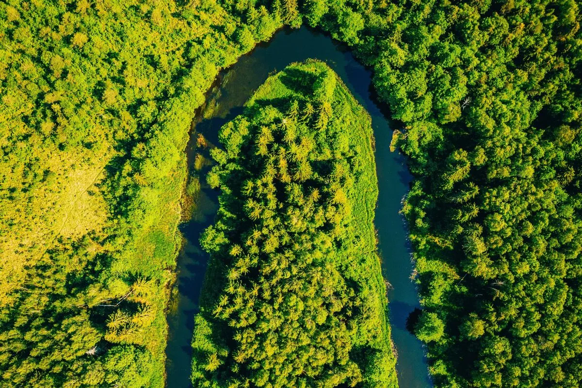 Vista aérea de floresta verde com rio formando curvas ao redor de vegetação densa