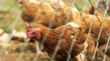 Em contrapartida, o Catar apresentou crescimento de 32% das exportações de carne de frango na comparação anual | Foto: Reprodução/Freepik