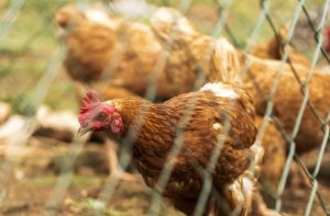 Em contrapartida, o Catar apresentou crescimento de 32% das exportações de carne de frango na comparação anual | Foto: Reprodução/Freepik