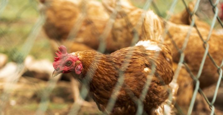 Em contrapartida, o Catar apresentou crescimento de 32% das exportações de carne de frango na comparação anual | Foto: Reprodução/Freepik