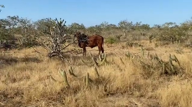 Pecuária na caatinga | Foto: Reprodução/YouTube/Fazenda Mandacaru