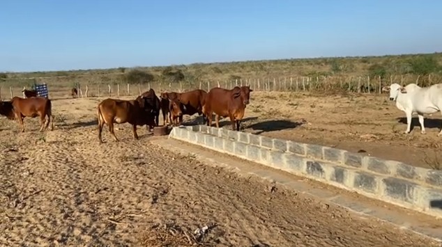 Pecuária na caatinga | Foto: Reprodução/YouTube/Fazenda Mandacaru