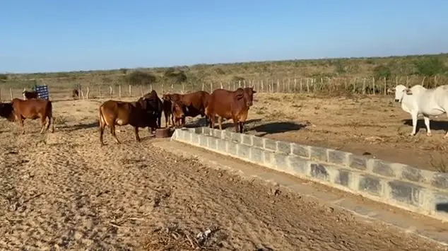Pecuária na caatinga | Foto: Reprodução/YouTube/Fazenda Mandacaru