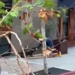 Momento em que suspeito se ajoelha no chão ante ataque de cão policial | Foto: Reprodução/X