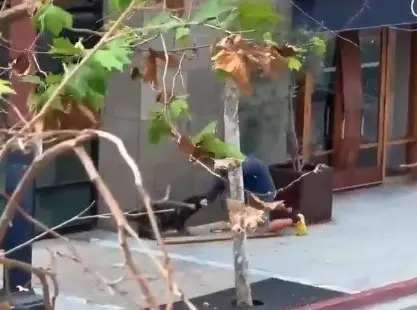 Momento em que suspeito se ajoelha no chão ante ataque de cão policial | Foto: Reprodução/X