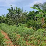 embrapa solos solo a força do agro