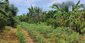 embrapa solos solo a força do agro