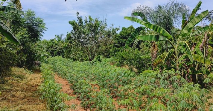 embrapa solos solo a força do agro