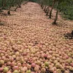 Toneladas de goiabas são descartadas no Rio Grande do Sul | Foto: Reprodução/ Redes Sociais