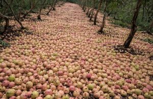 Toneladas de goiabas são descartadas no Rio Grande do Sul | Foto: Reprodução/ Redes Sociais