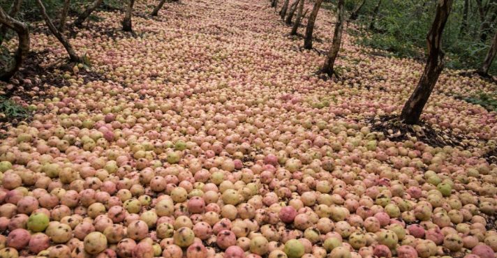 Toneladas de goiabas são descartadas no Rio Grande do Sul | Foto: Reprodução/ Redes Sociais