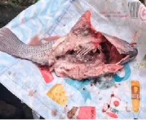 Prefeitura peixe